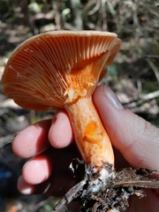 Lactarius thyinos