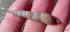 Terebridae