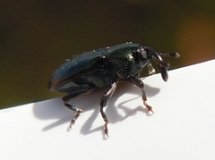 Aulacobaris