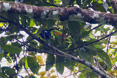 Ramphastos sulfuratus
