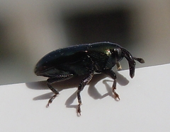Aulacobaris