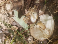 Rhodocollybia