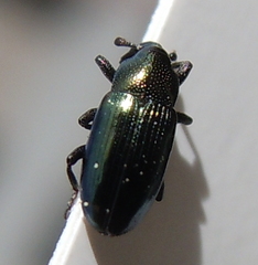 Aulacobaris