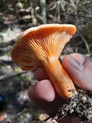 Lactarius thyinos
