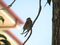 Passer domesticus