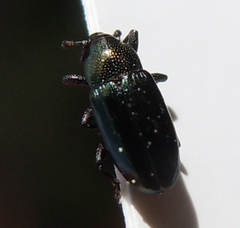 Aulacobaris