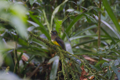 Trogon rufus