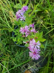 Vernonia baldwinii