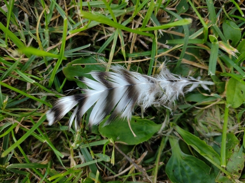 Domaća kokoš (Gallus gallus domesticus)