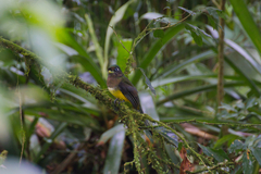 Trogon rufus