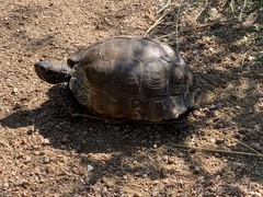Gopherus berlandieri