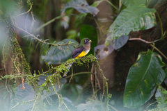 Trogon rufus