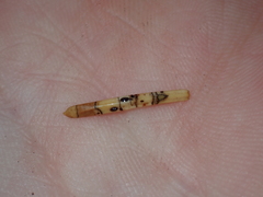 Leotiomycetes