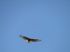 Buteo rufinus