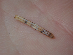 Leotiomycetes