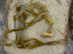 Saccorhiza polyschides