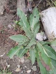 Verbascum lychnitis