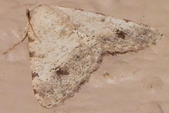 Digrammia pervolata