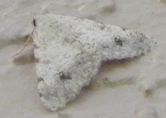 Digrammia pervolata