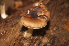 Pluteus cervinus