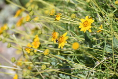 Copestylum marginatum