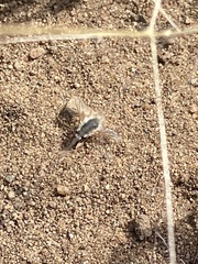 Anastoechus barbatus