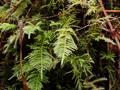Kindbergia oregana