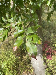 Quercus imbricaria