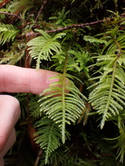 Kindbergia oregana