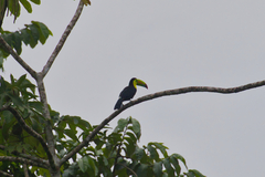 Ramphastos sulfuratus