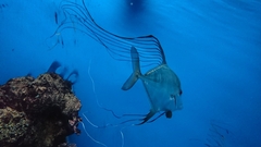Alectis ciliaris