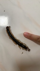 Scolopendra mutilans