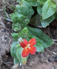 Erythranthe verbenacea