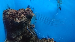 Alectis ciliaris