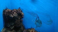 Alectis ciliaris