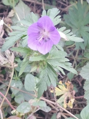 Geranium