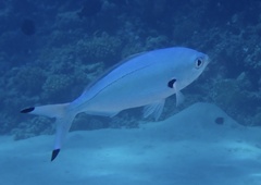 Caesio lunaris
