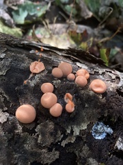Lycogala epidendrum