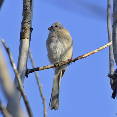 Carpodacus sibiricus