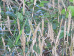 Elymus virginicus