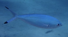 Caesio lunaris