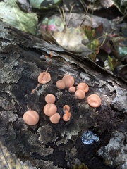 Lycogala epidendrum
