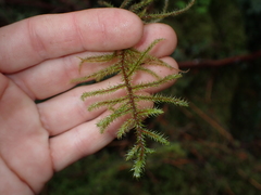 Rhytidiadelphus loreus