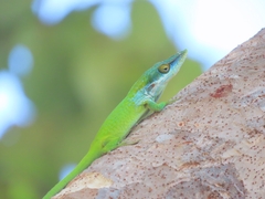Anolis allisoni