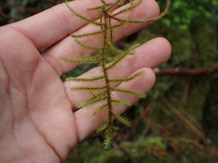 Rhytidiadelphus loreus