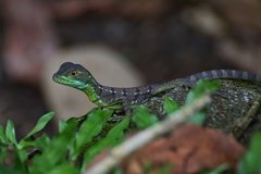 Basiliscus plumifrons