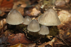 Mycena galopus