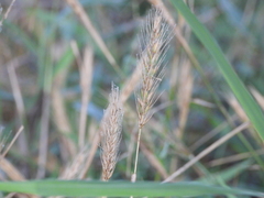 Elymus virginicus
