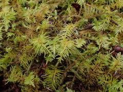 Kindbergia oregana