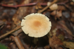 Collybiopsis peronata